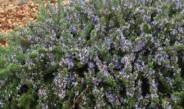 Cortijo de Suerte Alta